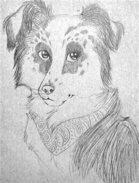 Border collie sketch by Ratshed on DeviantArt