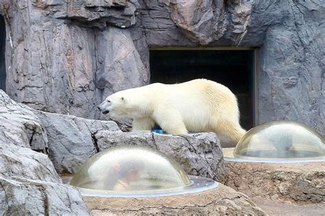 北海道の旭川市「旭山動物園」もぐもぐタイム動画/観光アクセス/地図/写真/評価/ジンギスカン/旭川ラーメン - 世界一周旅行記ブログ