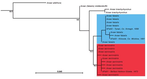 Maximum Likelihood Phylogram Showing The Relative Positions Of The