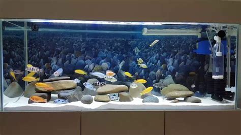 Africa Malawi Lake Cichlid Tank Mongolia3 Youtube