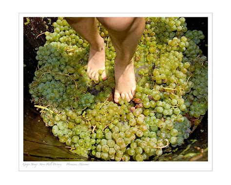 Grape Stomp Photograph By Tony Carosella Pixels