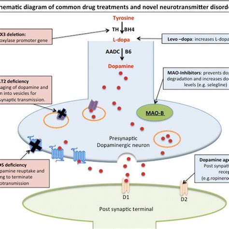 Schematic Diagram Dopaminergic Neurotransmission And Sites Of Common