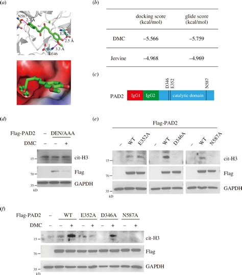 Figure From Small Molecule Activates Citrullination Through Targeting