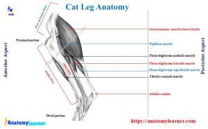 Cat Leg Anatomy with Diagram - Bones, Muscles, and Nerves ...