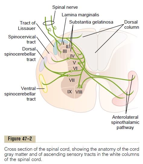 Anatomy Of The Dorsal Column Medial Lemniscal System