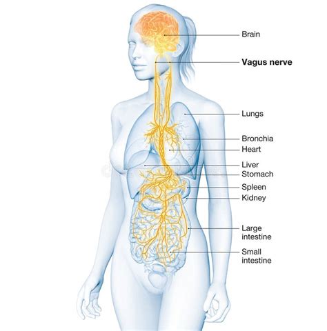 Vagus Nerve With Painful Stomach And Digestive System 3D Medically