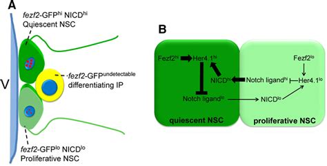 A Schematic Model Summarizes The Role Of Fezf In Regulating Notch