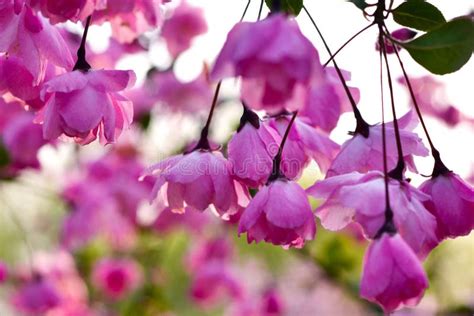 Pink Hanging Flowers Stock Photo Image Of Blossoms Blooms 71887262