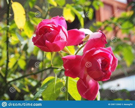 Beautiful Pink Rose Blooming In The Garden Stock Photo Image Of Blur