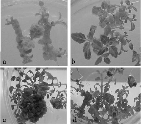 Direct Somatic Embriogenesis From Stem Explants Of P Tomentosa On Ms