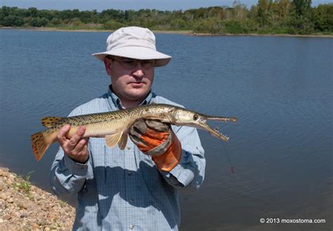 Catching Gator Gar Making History Moxostoma