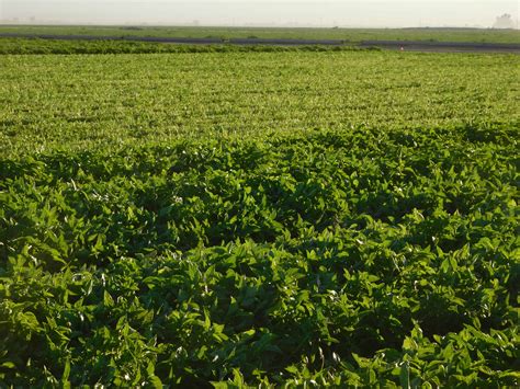 Basil Harvesting & Processing - The Produce Nerd