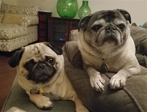 2 Pugs Photograph By Johnny Mcnabb Fine Art America