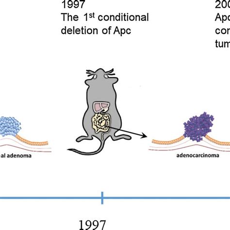 Apc gene with Wnt signaling and TGF β signaling pathways As the Apc