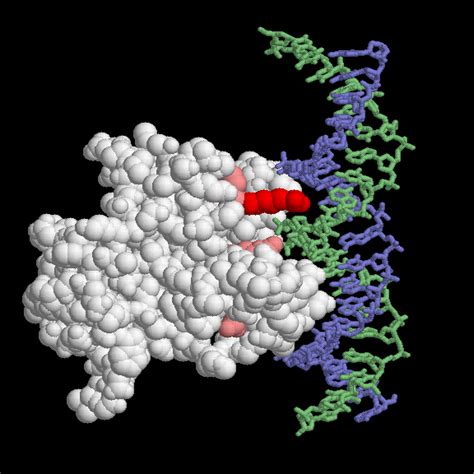 Virtuelle Nano Welten PDB Molecule Of The Month 31 P53 Tumor Suppressor