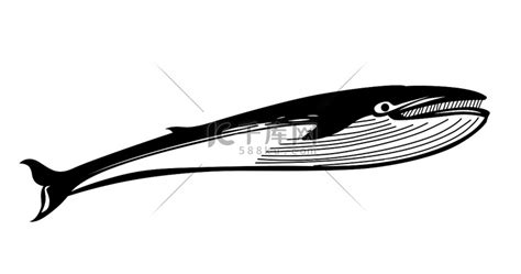 矢量在白色背景上绘制鲸鱼高清摄影大图 千库网