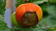 Blütenendfäule bei Tomaten Was hilft dagegen NDR de Ratgeber Garten