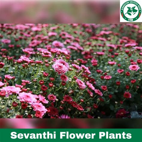 Full Sun Exposure Chrysanthemum Sevanthi Flower Plants, Packaging Type ...