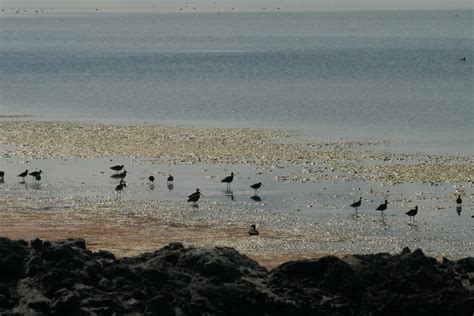 Limosa Fedoa Marbled Godwit Marbled Godwit Limoda Fedoa Flickr