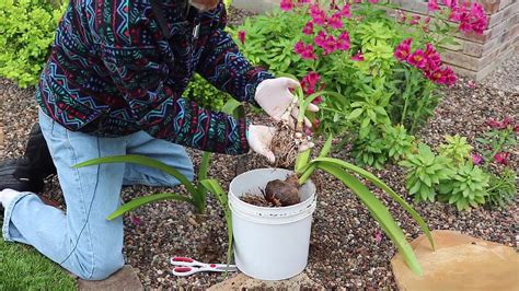 How To Split And Propagate Amaryllis Bulbs