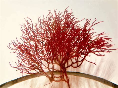 Red Ogo Gracilaria Macroalgae Aquacultured Macroalgae Algaebarn