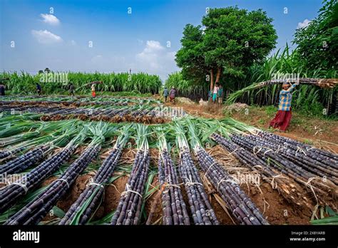 India Tamil Nadu Sugarcane Harvesting Stock Photo Alamy