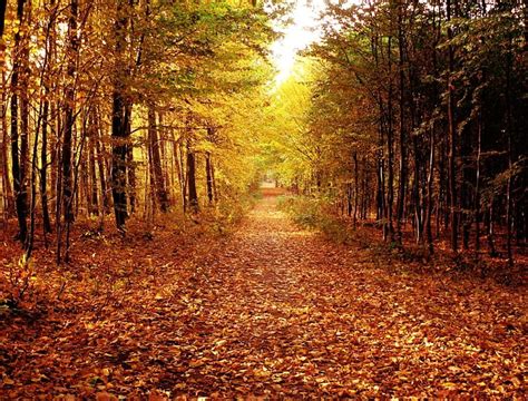 Autumn Forest Fall Forest Woods Trees Leaves Walkway Path