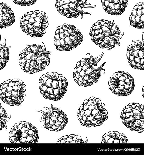 Raspberry Seamless Pattern Drawing Royalty Free Vector Image