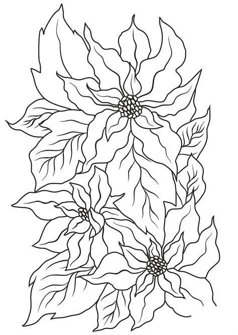 Poinsettia Coloring Page ColouringPages