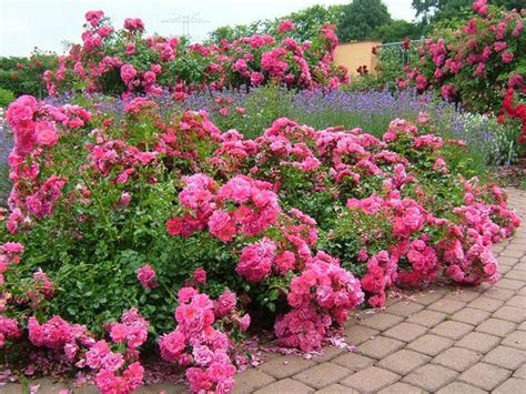 Easiest Roses To Grow Foolproof Rose Growing Guide Ground Cover