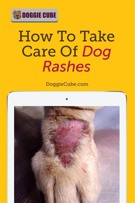 How to take care of dog rashes – Artofit