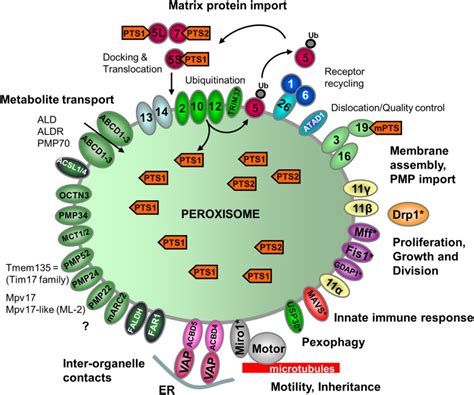 The Peroxisome An Update On Mysteries 20 Abstract Europe Pmc