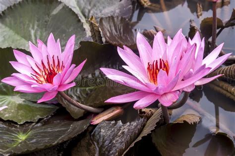 Lirio De Agua Rosa O Flor De Loto Nelumbo Nucifera En El Agua Nymphaea