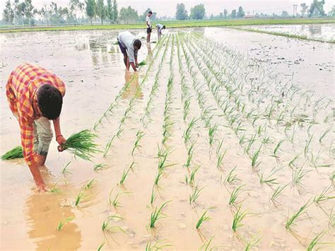 Area Under Kharif Crops Reached To New Record Of 1082 Lakh Hectare