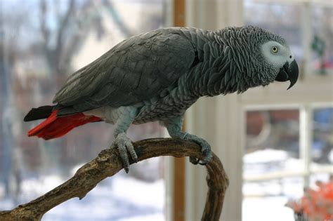 All You Need to Know About Taking Care of African Grey Parrots