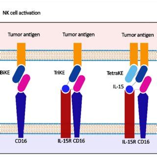 Nanobody Based Nk Cell Immunotherapy A Nk Cells Are Activated