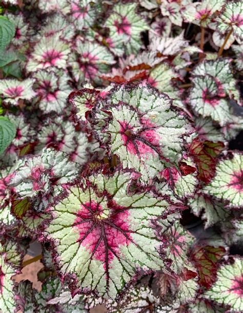 Begonias Tlc Garden Centers