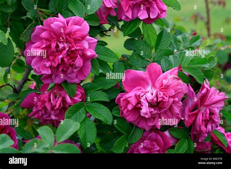 Rosa Rugosa Roseraie De L Hay Stock Photo Alamy