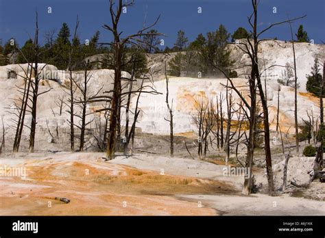 Wyoming Usa Mammoth Hot Springs In Yellowstone National Park