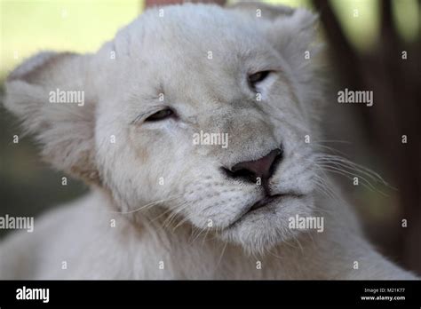 White Lion Cubs With Blue Eyes