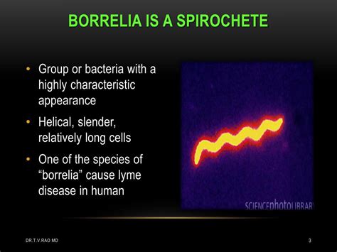 Ppt Lyme Disease Borrelia Powerpoint Presentation Free Download Id