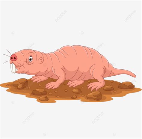 Cartoon Mole Vector Art PNG Cartoon Naked Mole Rat Smiling Ra