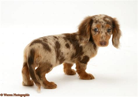 Dog Dachshund Pup Photo Dapple Dachshund Puppy Dapple Dachshund