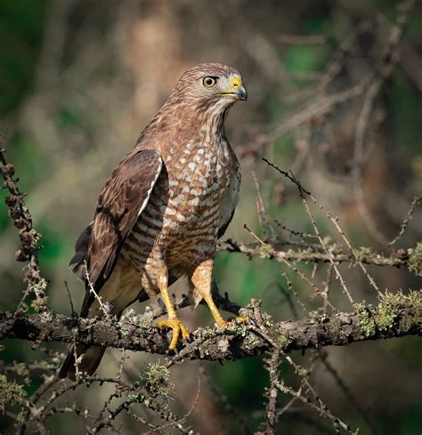 Broad Winged Hawk Owen Deutsch Photography