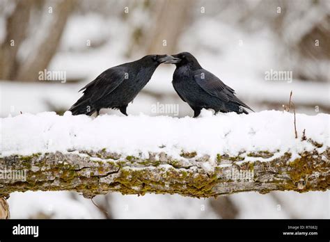 Common Ravens Corvus Corax Kissing As Part Of Courtship Rituals