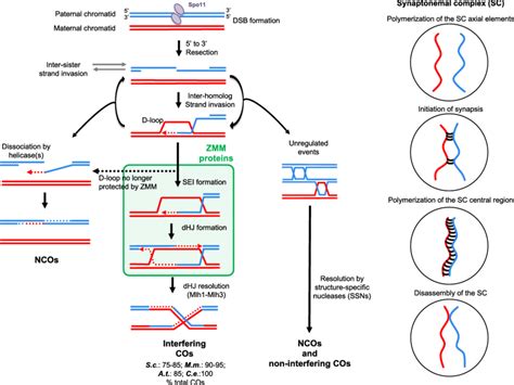 Model Of Meiotic Recombination With Corresponding Changes In Chromosome