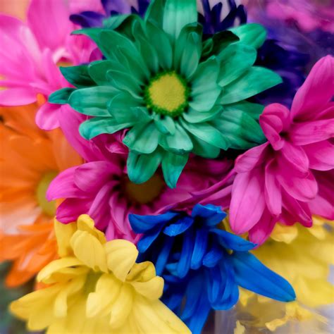 How To Dye Flowers With Food Coloring GardensAll