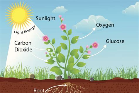 What Is Diffusion?