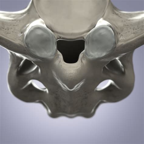 3d sacrum bone model