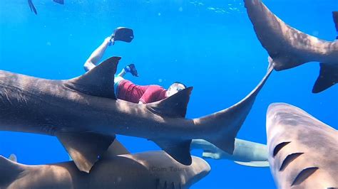 Full Day Trip With Icom Tours Maafushi Maldives Dolphin Manta Nurse Shark Coral